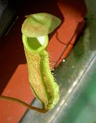 Nepenthes alata 'Sibuyan Island'